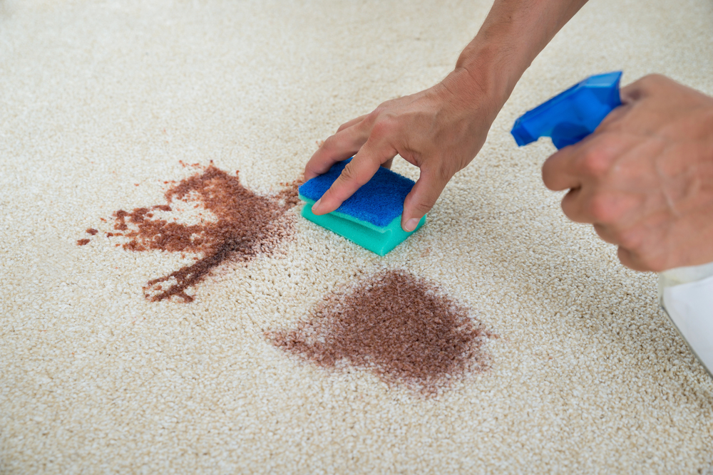 Advanced Stain Removal & Odor Elimination Services
